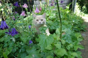 giardino4