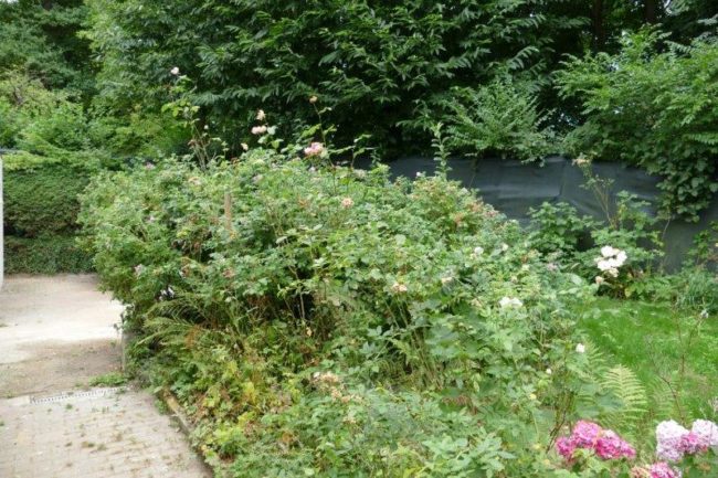 Overijse – Jesus-Eik Colocation dans villa avec jardin