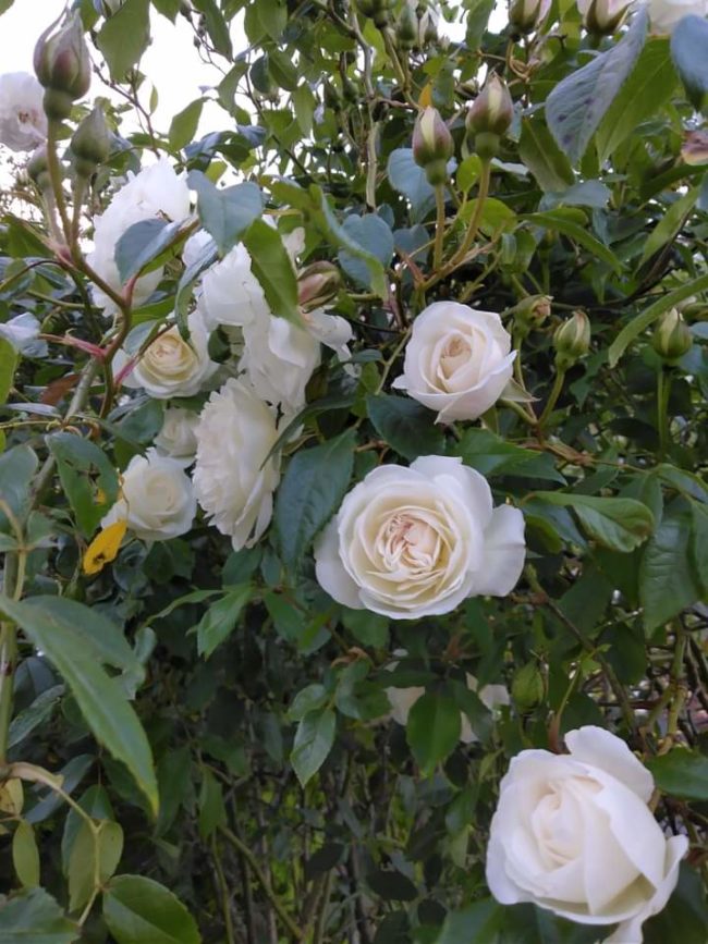 Chambre à louer dans fermette à 30 min de Bxl.et à 10 minutes du BWallon