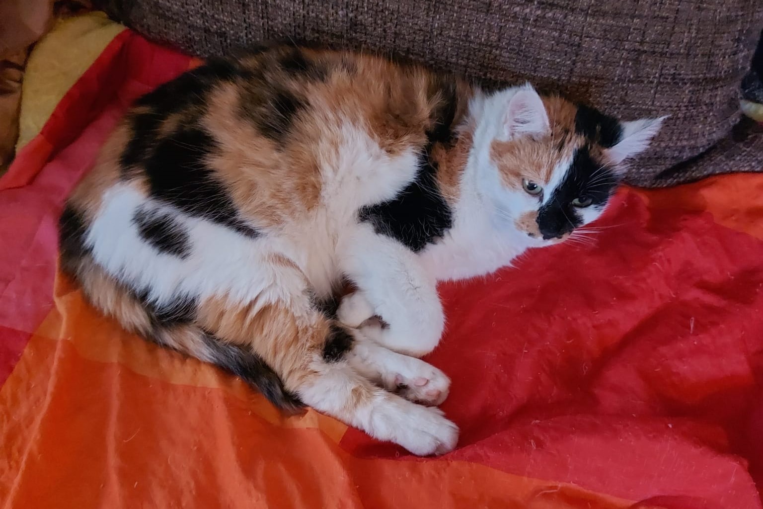Zoé