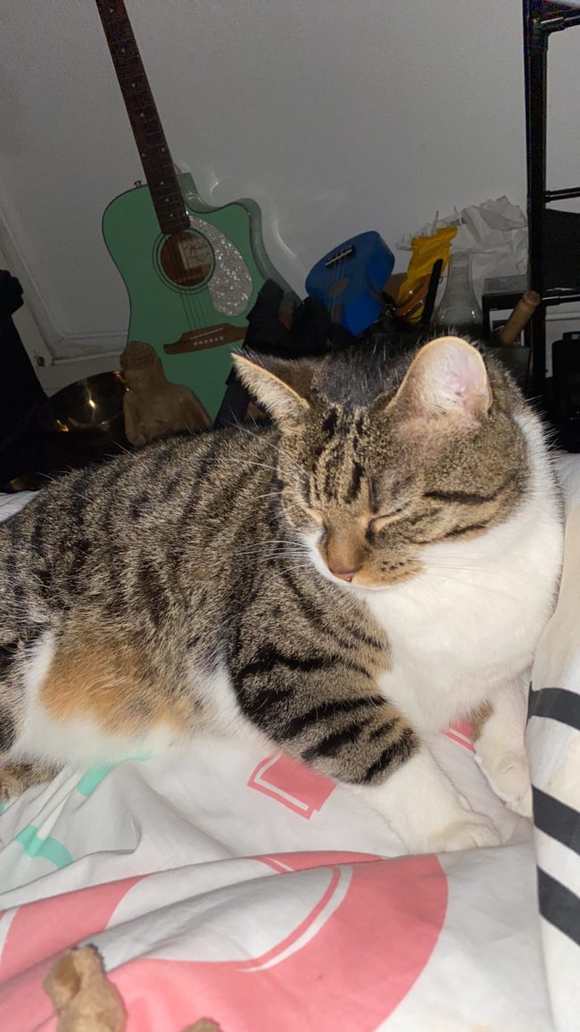 Recherche logement 1personne seule avec chat