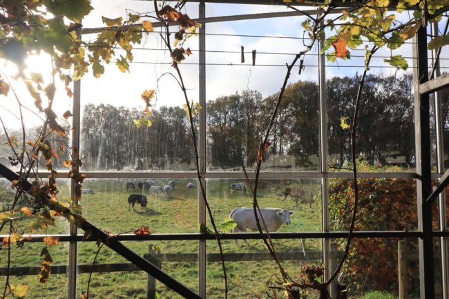 1 CH lumineuse se libère dans une coloc de 5-6 à LIMAL (éco-lieu/coloc/habitat groupé)