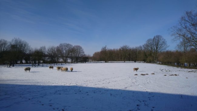 ferme a vendre, parfaite pour projet d’habitat groupé