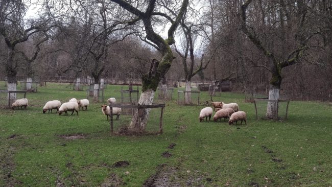 Sous-locations d’une maison au sein de l’éco-lieu des Passerelles dans le domaine Saint Roch, à Couvin.