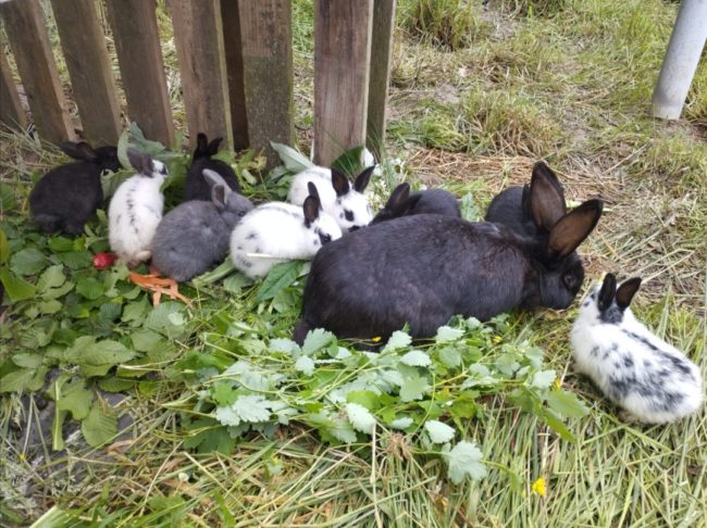 L’HG « warisoulx garden » recherche une dernière famille