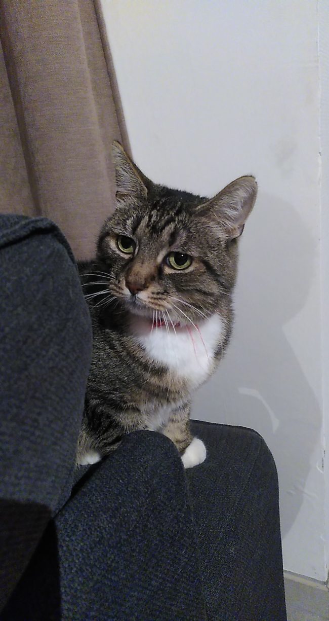 Recherche COHABITANT – NIMY / MONS (proche de la gare et de l’autoroute vers Bruxelles, Tournai ou Charleroi)