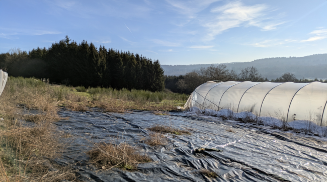 À vendre : terrain agricole avec yourte à Petit-Thier (Vielsalm, Ardenne Belge, province du Luxembourg) // exploitation maraîchère
