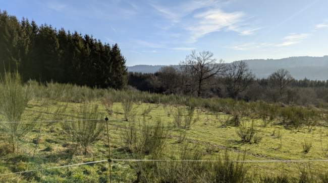 À vendre : terrain agricole avec yourte à Petit-Thier (Vielsalm, Ardenne Belge, province du Luxembourg) // exploitation maraîchère