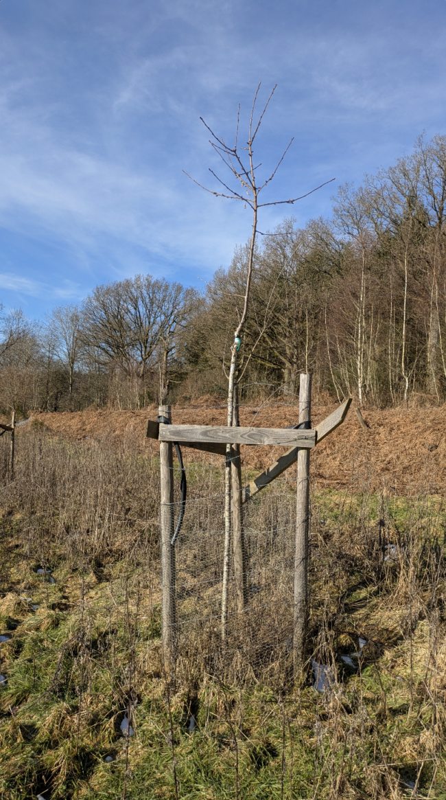 À vendre : terrain agricole avec yourte à Petit-Thier (Vielsalm, Ardenne Belge, province du Luxembourg) // exploitation maraîchère