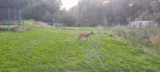Maison à louer dans Habitat Groupé intergénérationnel à Tangissart (Brabant wallon)