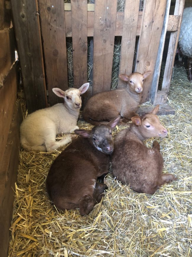 Moulin Josefa – co-résidence dans un habitat collectif