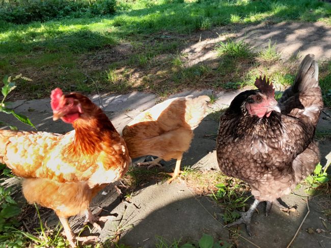 Ferme de Tourinnes : Création d’un noyau pour achat en propriété collective !