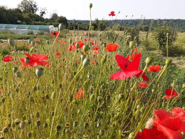 Habitat léger sur terrain de ares à Torgny (Gaume )