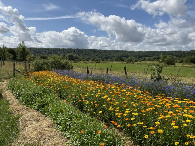 Habitat léger sur terrain de ares à Torgny (Gaume )