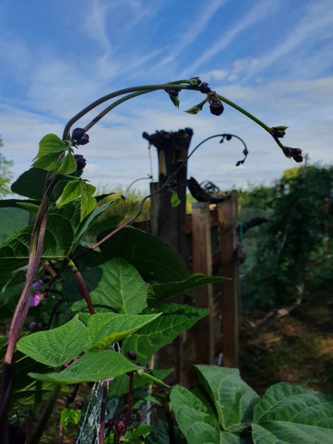 Nouvelle Recherche Chaumière