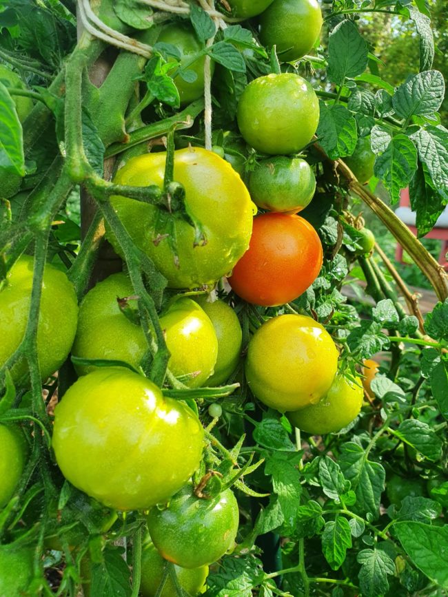 Nouvelle Recherche Chaumière