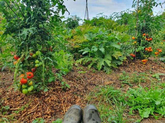 Nouvelle Recherche Chaumière