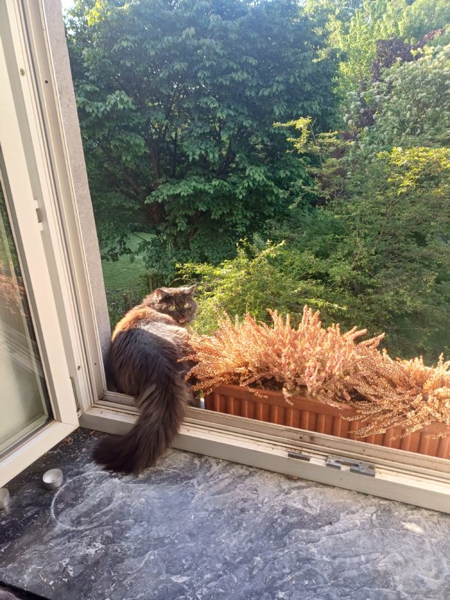 1 place en colocation au château Tutu