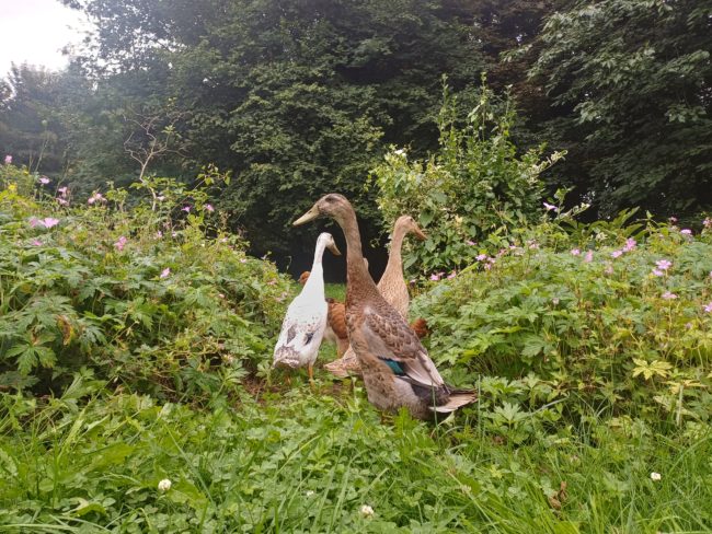 1 place en colocation au château Tutu