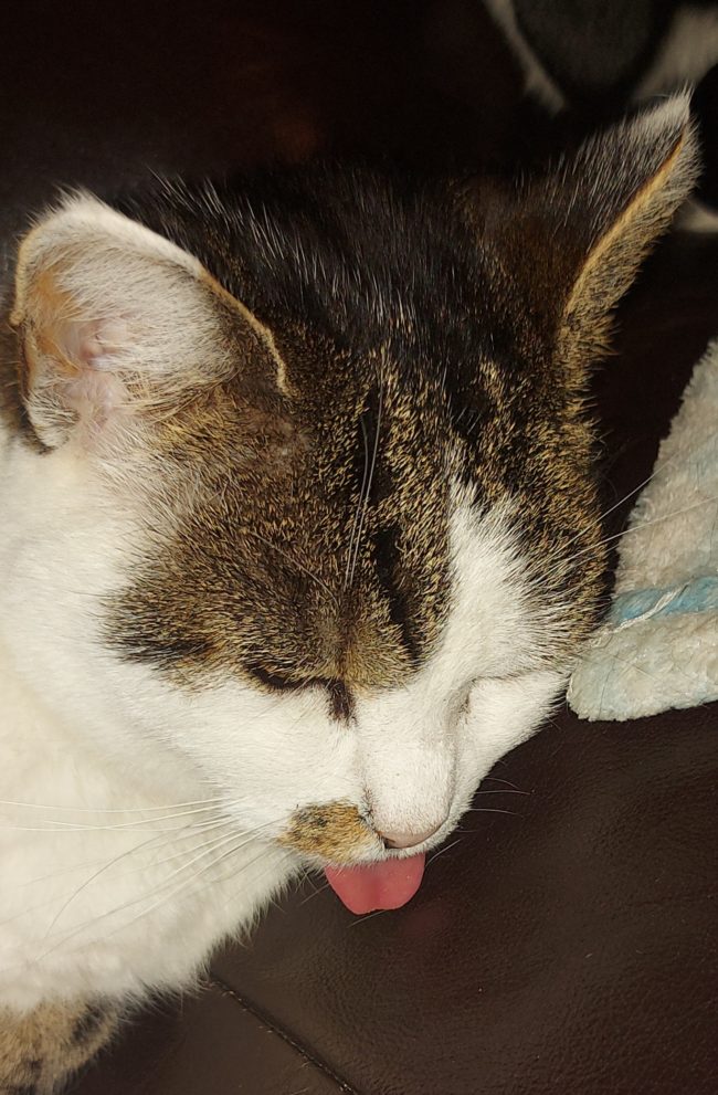 Cherche maison ou cohabitation ,à louer.