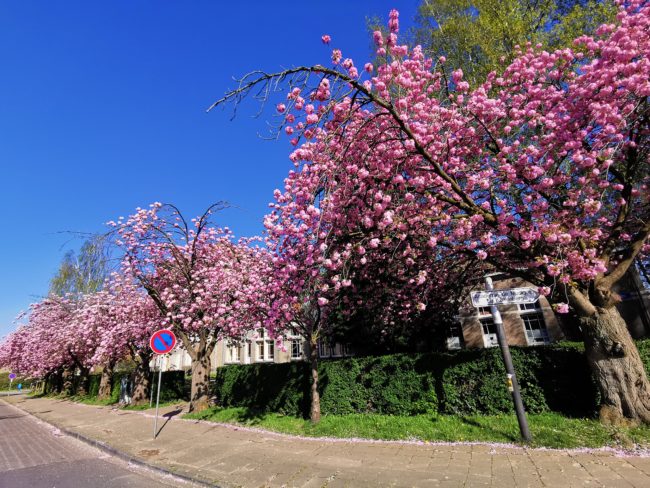 BELLE DOUBLE_CHAMBRE DANS COLOC-NATURE à BOITSFORT