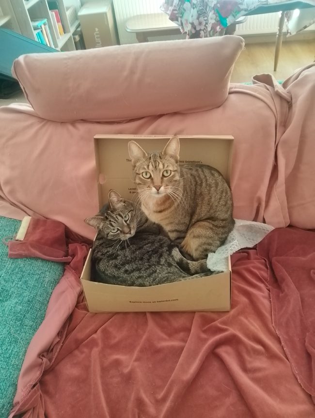 Chambre meublée à louer – colocation avec mes 2 chats et moi – Nivelles