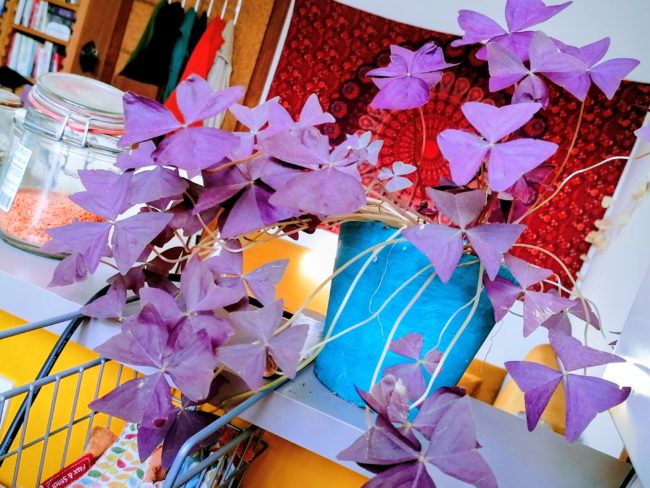 SOUS-LOCATION du 10/3 au 20/5, – STUDIO 50m² À HAMOIS - 2