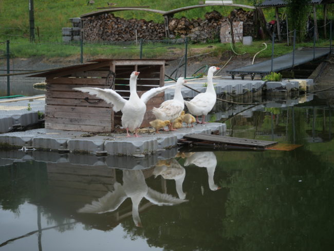 péniche habitation.