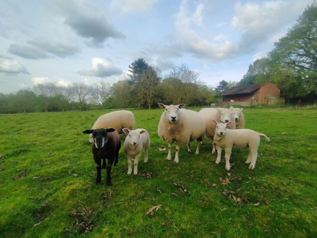 Au sud de Leuven, eco-plek op zoek naar huisgenoten !