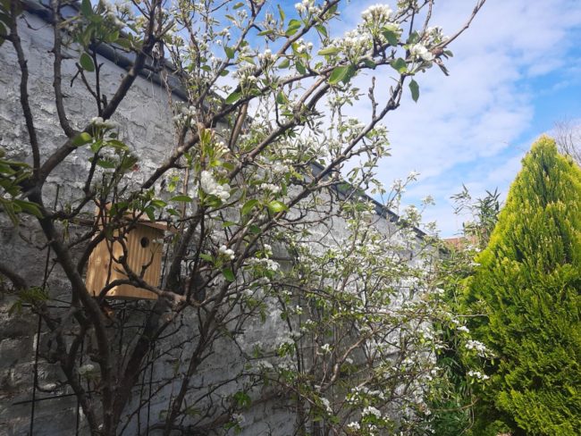 Colocation entre ville et forêt à Boitsfort