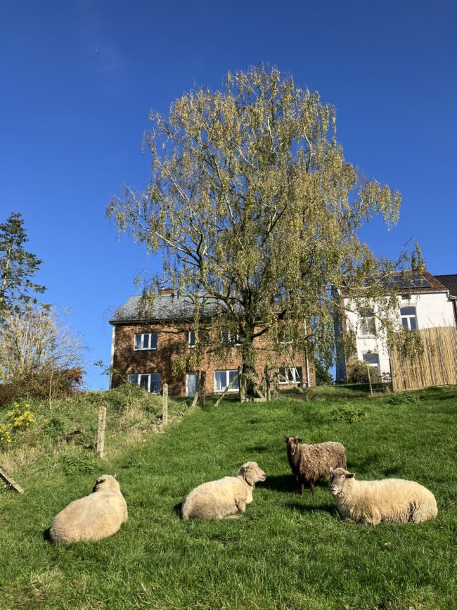 Vous souhaitez louer une maison à la campagne entre Namur et Charleroi et vous avez envie de cultiver vos propres légumes dans un grand potager partagé en permaculture ?